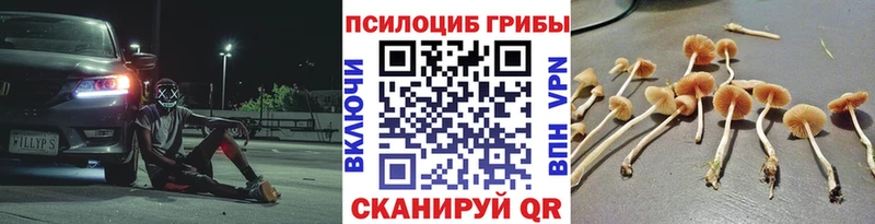 Купить где  Гай  Псилоцибиновые грибы Cubensis 